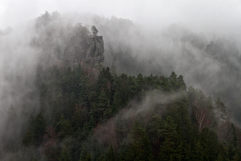 IMG_11178 RAW_7D_V2_1024.jpg - Regenwald, Hohnstein